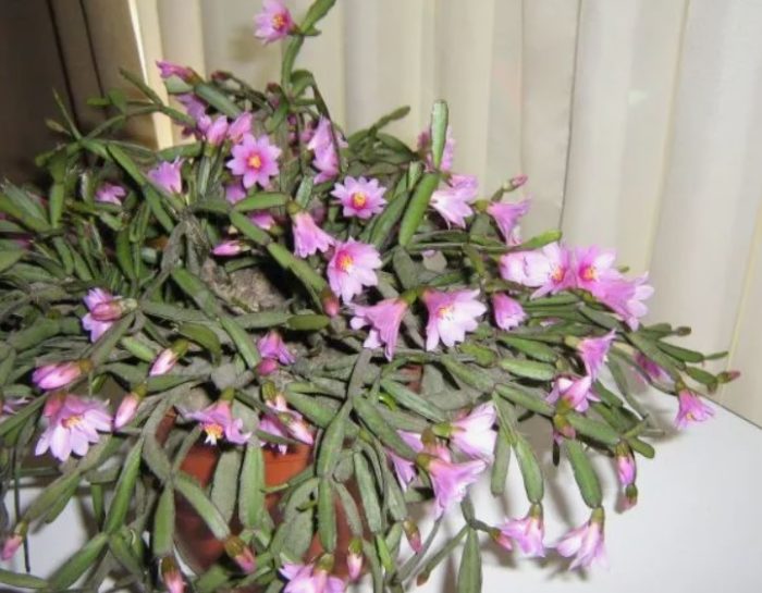 Hatiora rosea