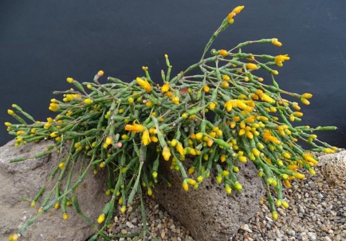 Hatiora salicornia