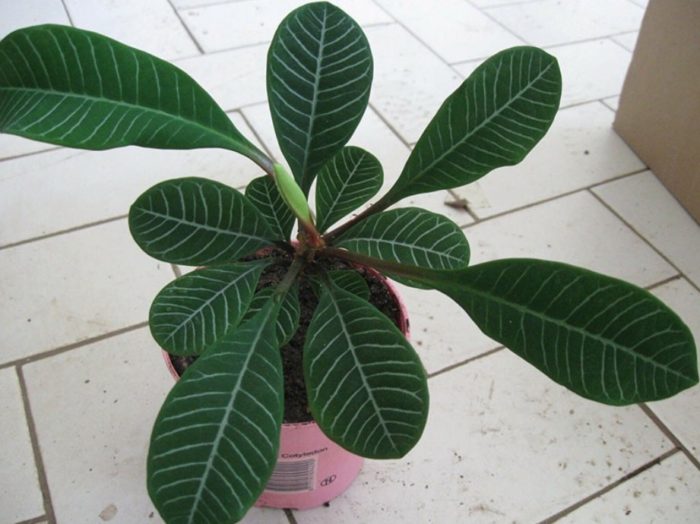 Puting-ugat na spurge