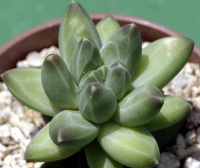 Pachyphytum compactum