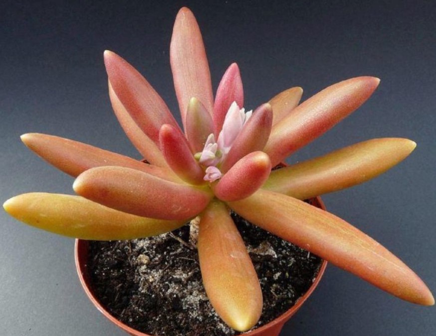 Lila na pachyphytum