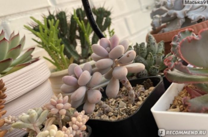 Pachyphytum Rubra