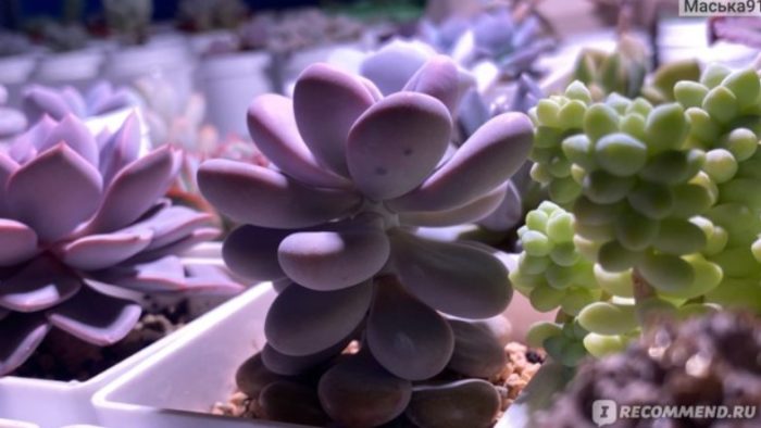Mga succulents na pachyphytum
