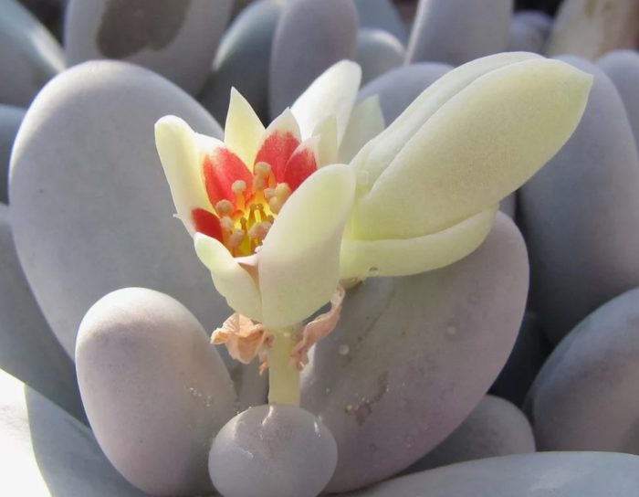 Pachyphytum na oviparous