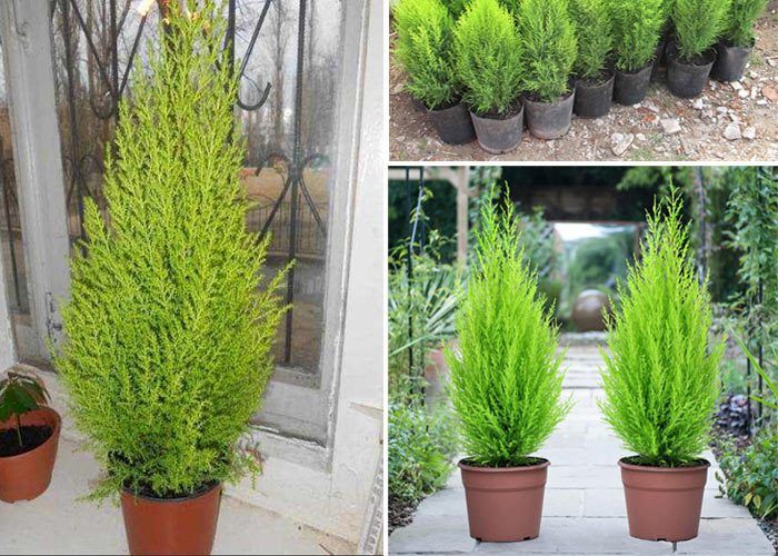 Thuja sa mga kaldero