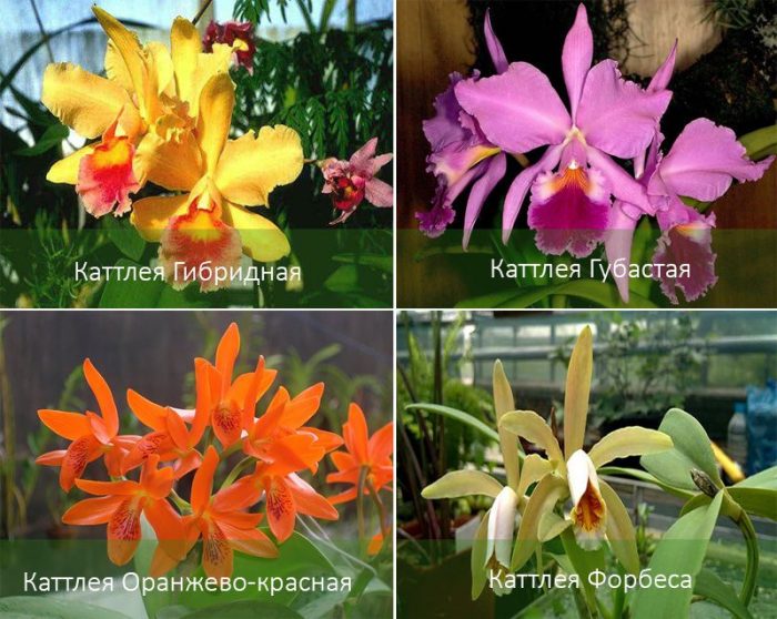 Mga uri ng orkidyas na Cattleya