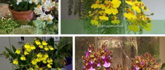 Gatunek storczyka Oncidium