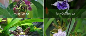 กล้วยไม้สกุล Zygopetalum