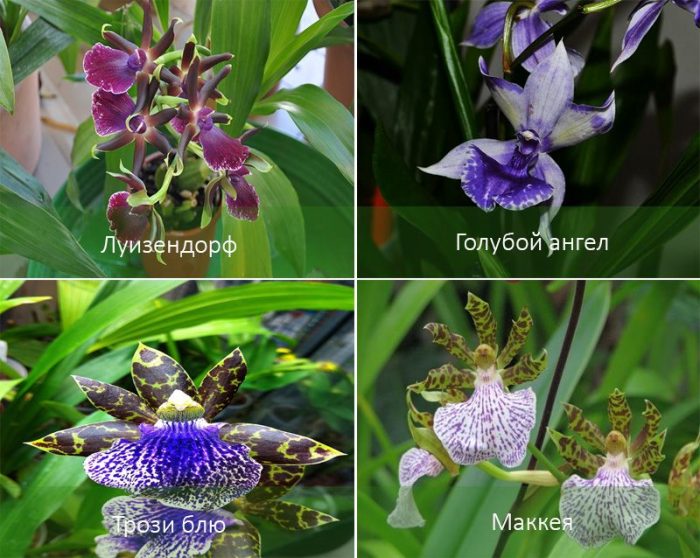 Mga uri ng orkidyas na Zygopetalum