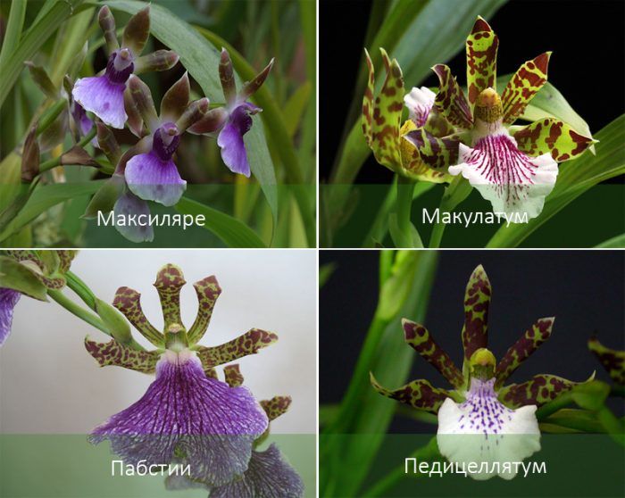 Mga uri ng orkidyas na Zygopetalum