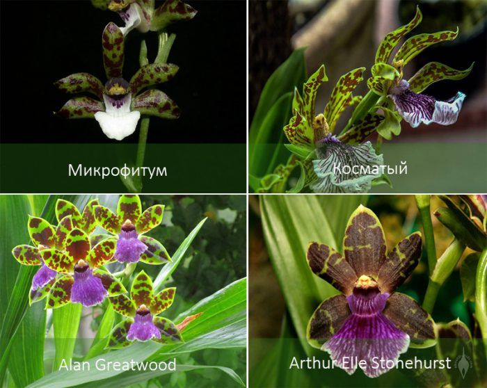 Mga uri ng orkidyas na Zygopetalum