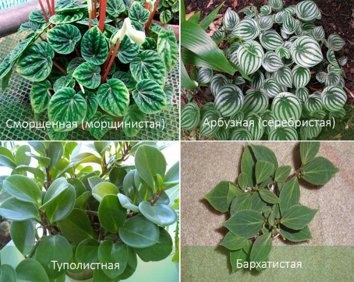 Mga Uri ng Peperomia