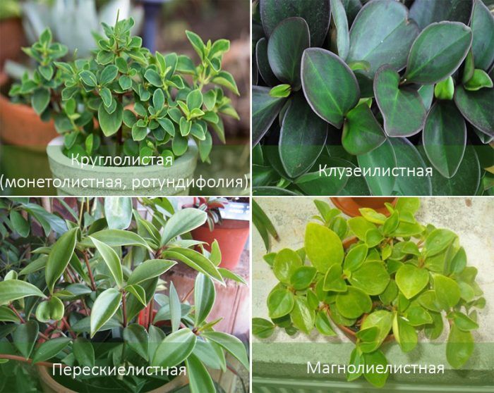 Mga Uri ng Peperomia