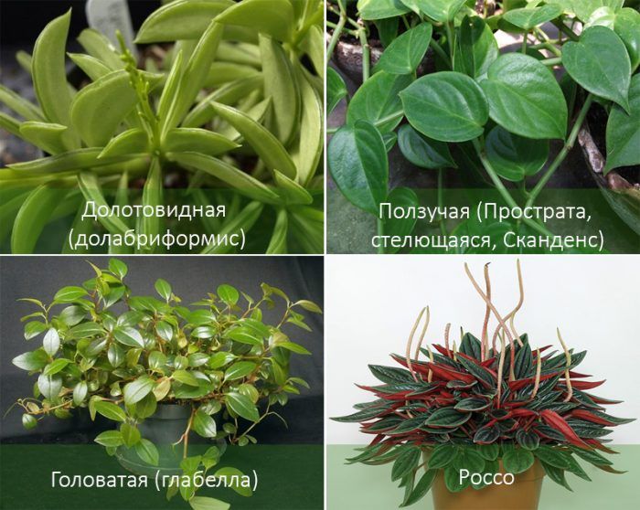 Mga Uri ng Peperomia