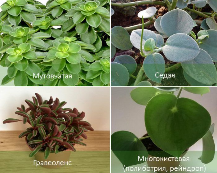 Mga Uri ng Peperomia