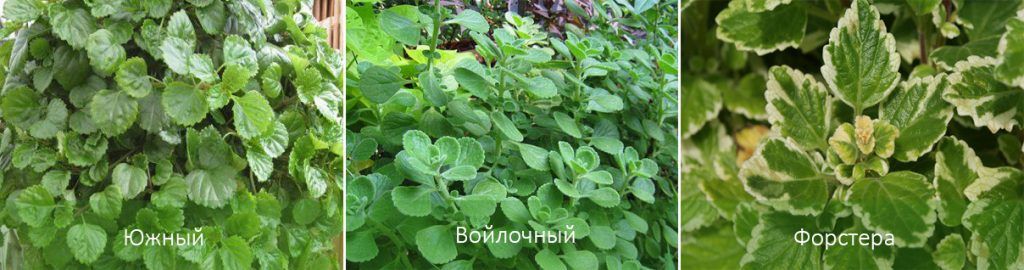 Mga Uri ng Plectranthus