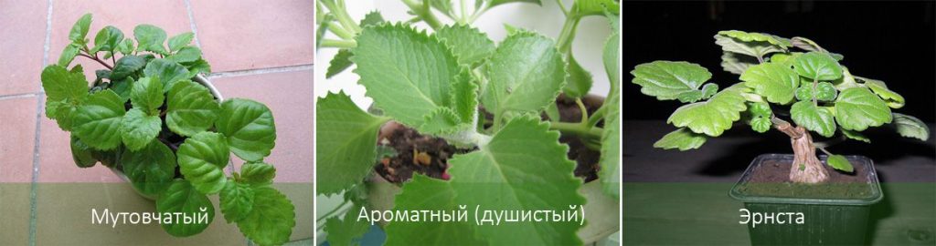 Mga Uri ng Plectranthus