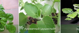Soorten Plectranthus
