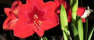 Amaryllis