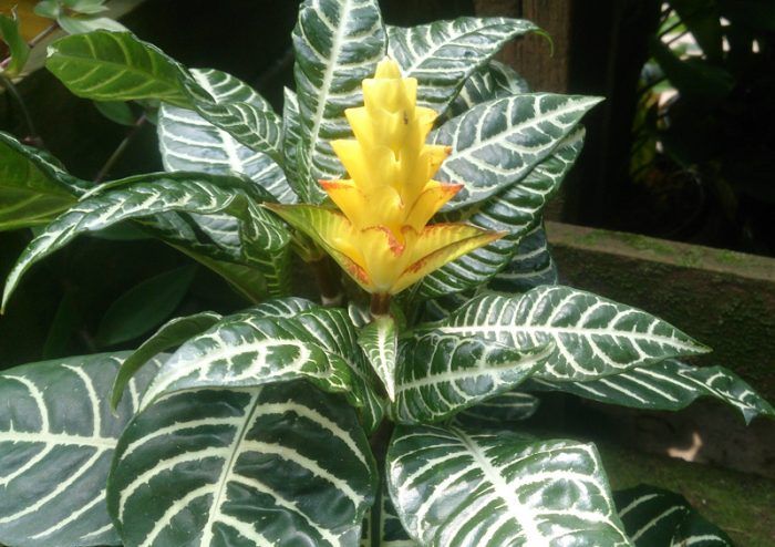 Afelandra