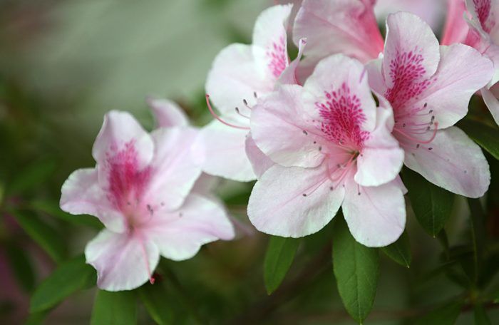 Azalea