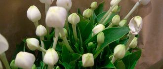 Ảnh chụp Bouvardia