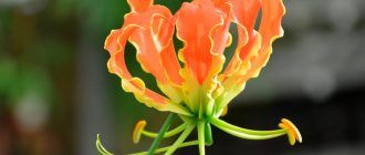 Ảnh của Gloriosa
