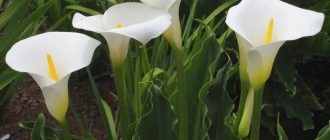 Calla sa hardin
