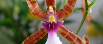 Zdjęcie storczyka Miltonia