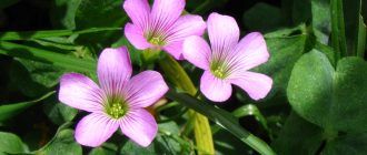 Larawan ni Oxalis