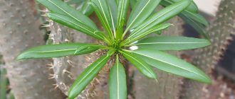 Larawan ng Pachypodium