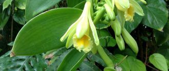 Zdjęcie orchidei waniliowej