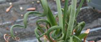 Albuca spiralis
