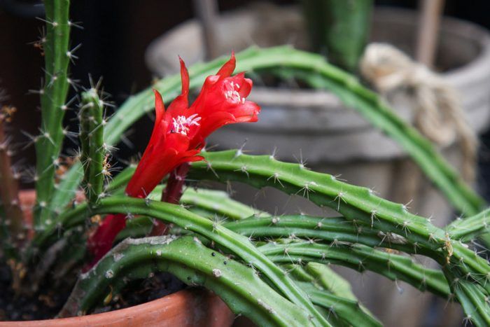 Aporocactus