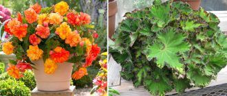 Hoa Begonia