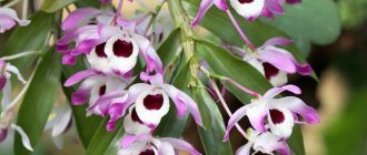 Dendrobium nobile