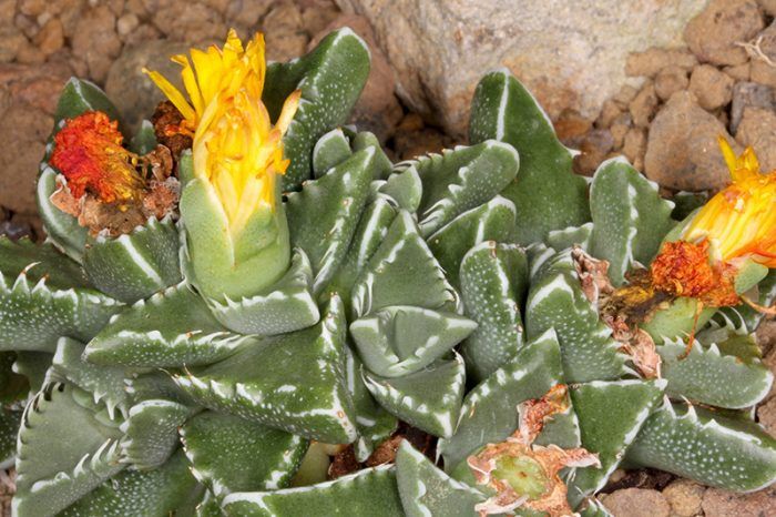 Faucaria