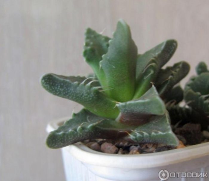 Faucaria sa isang palayok