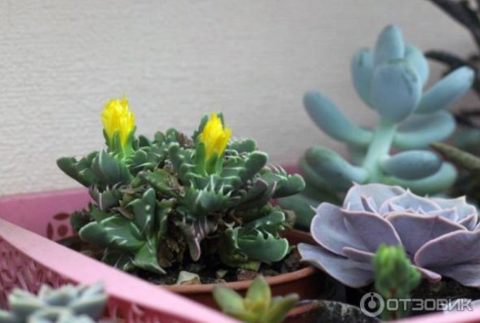 Faucaria makatas