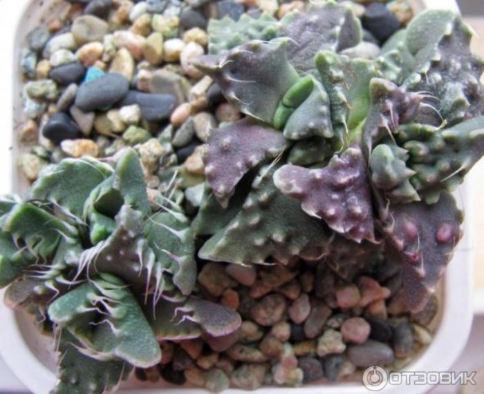Faucaria makatas