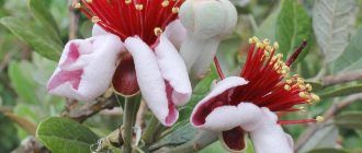 Feijoa-bloem