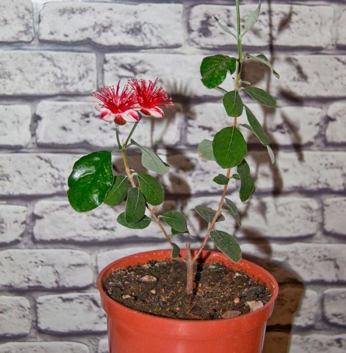 Feijoa sa isang palayok