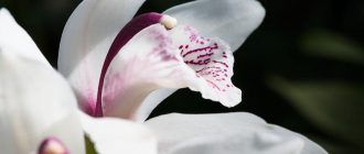 Cymbidium