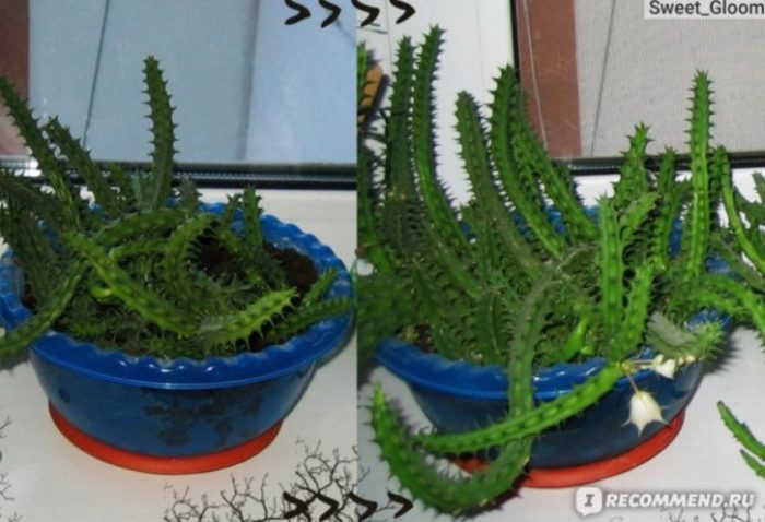 Hindi matinik ang Huernia