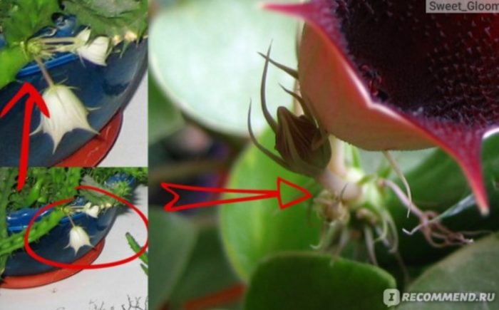 usbong ng Huernia