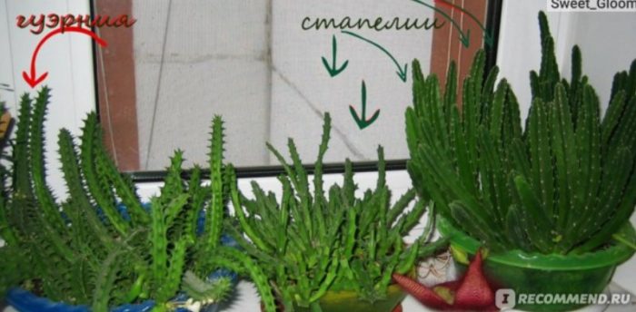 Mga succulents sa windowsill