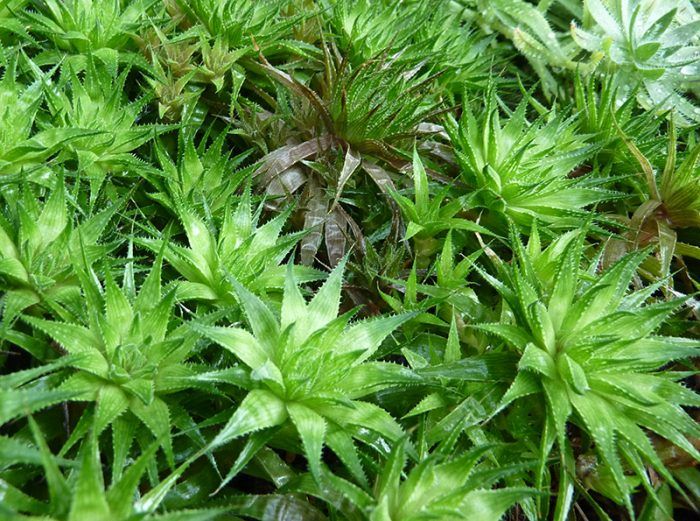 Haworthia