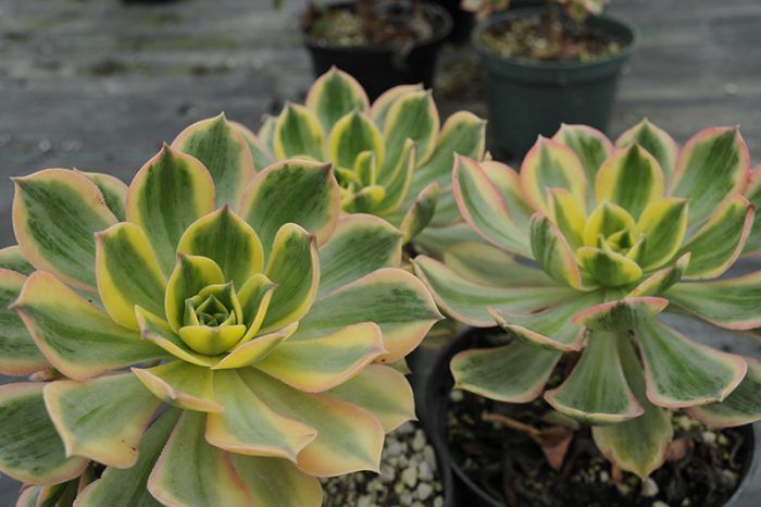 Aeonium