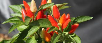 Paprika