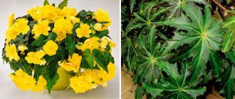 Knolbegonia